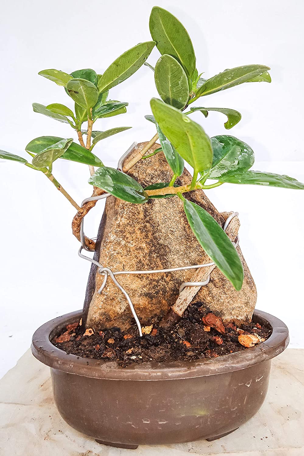 Ficus Long Island Mini Banyan with The Rock 2 Year Old Live Small Bonsai Tree - Image 2