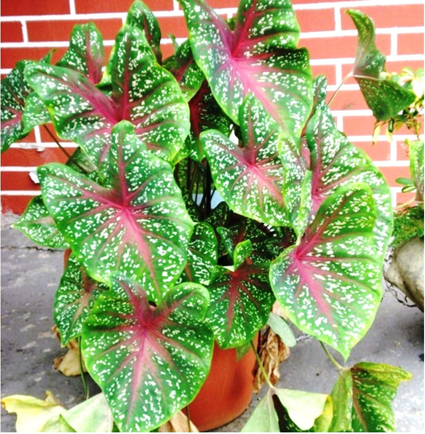 Green Paradise Caladium Hortulanum 5 Fresh Multi colour Bulbs - Image 2