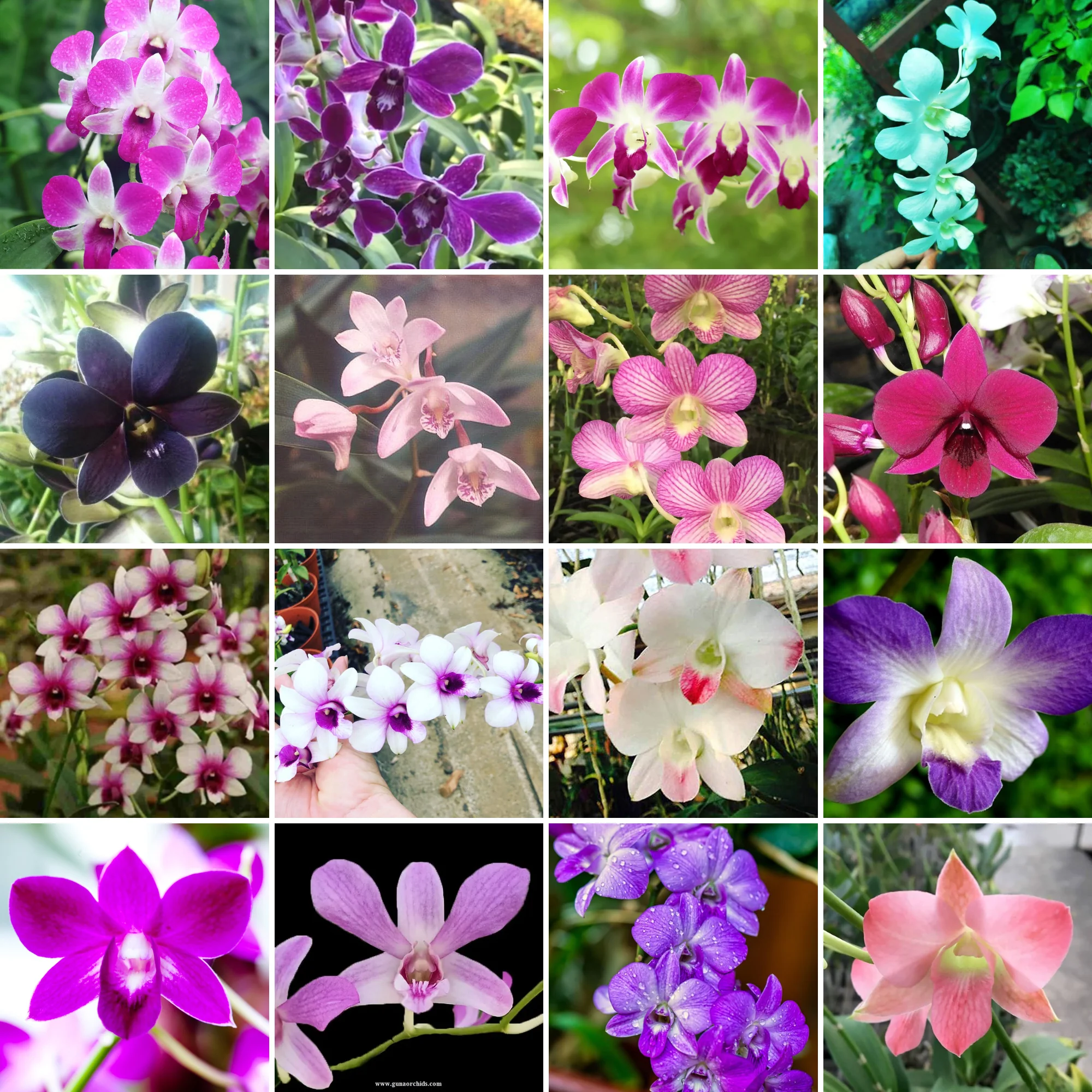 Green Paradise® Dendrobium Orchid Seedlings plants set (random colors) - Image 3
