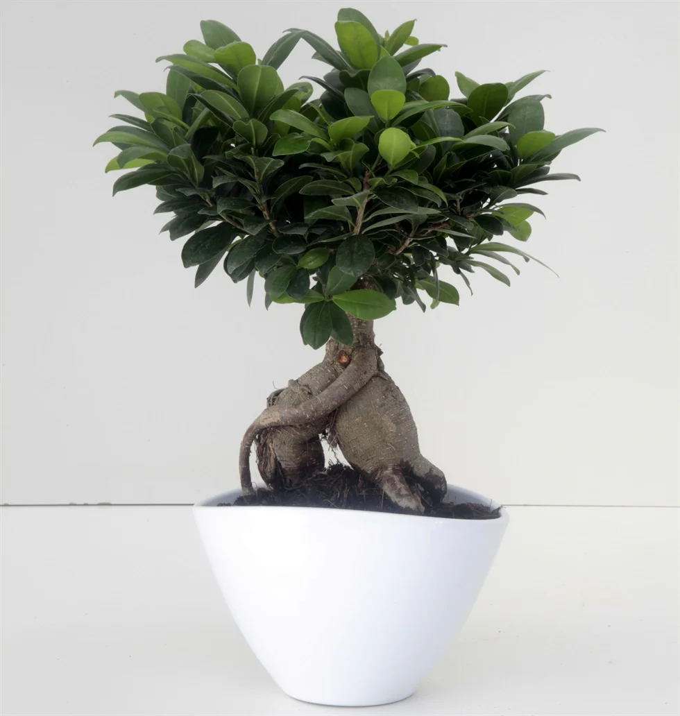 mature Ficus Ginseng bonsai with ceramic bonsai pot - Image 3
