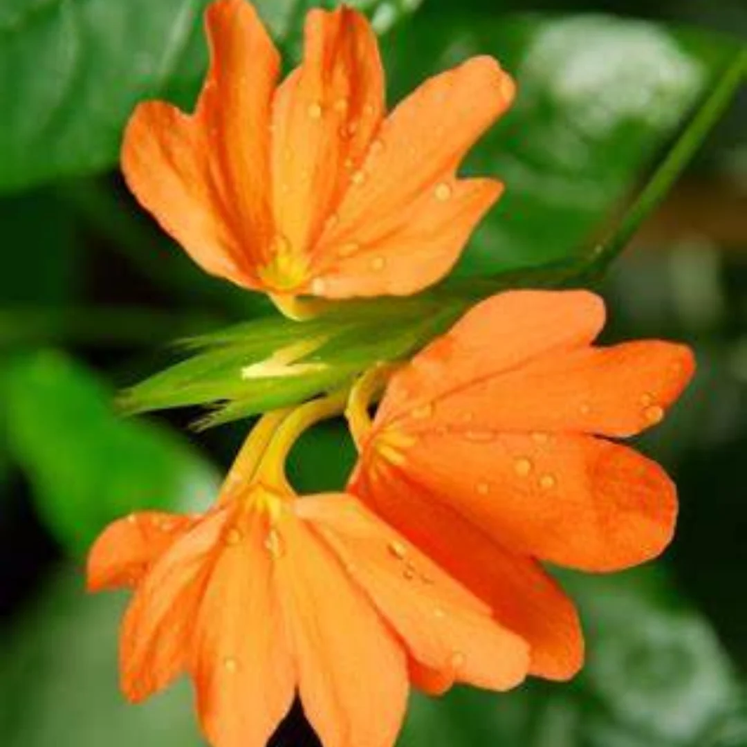 Green Paradise crossandra Plant Aboli Plant live sapling Plant - Image 2