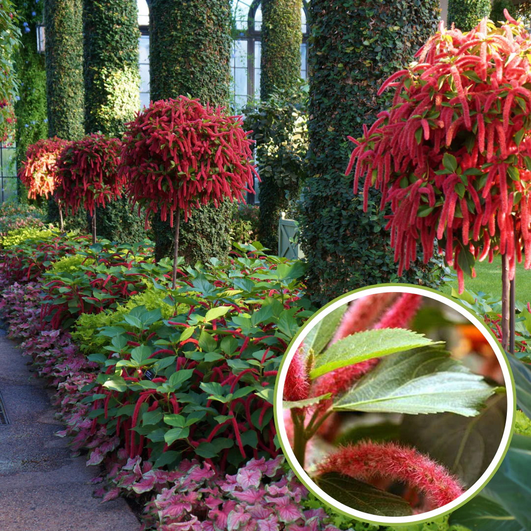 Acalypha hispida the chenille plant long red flowers With medicinal Values - Image 4