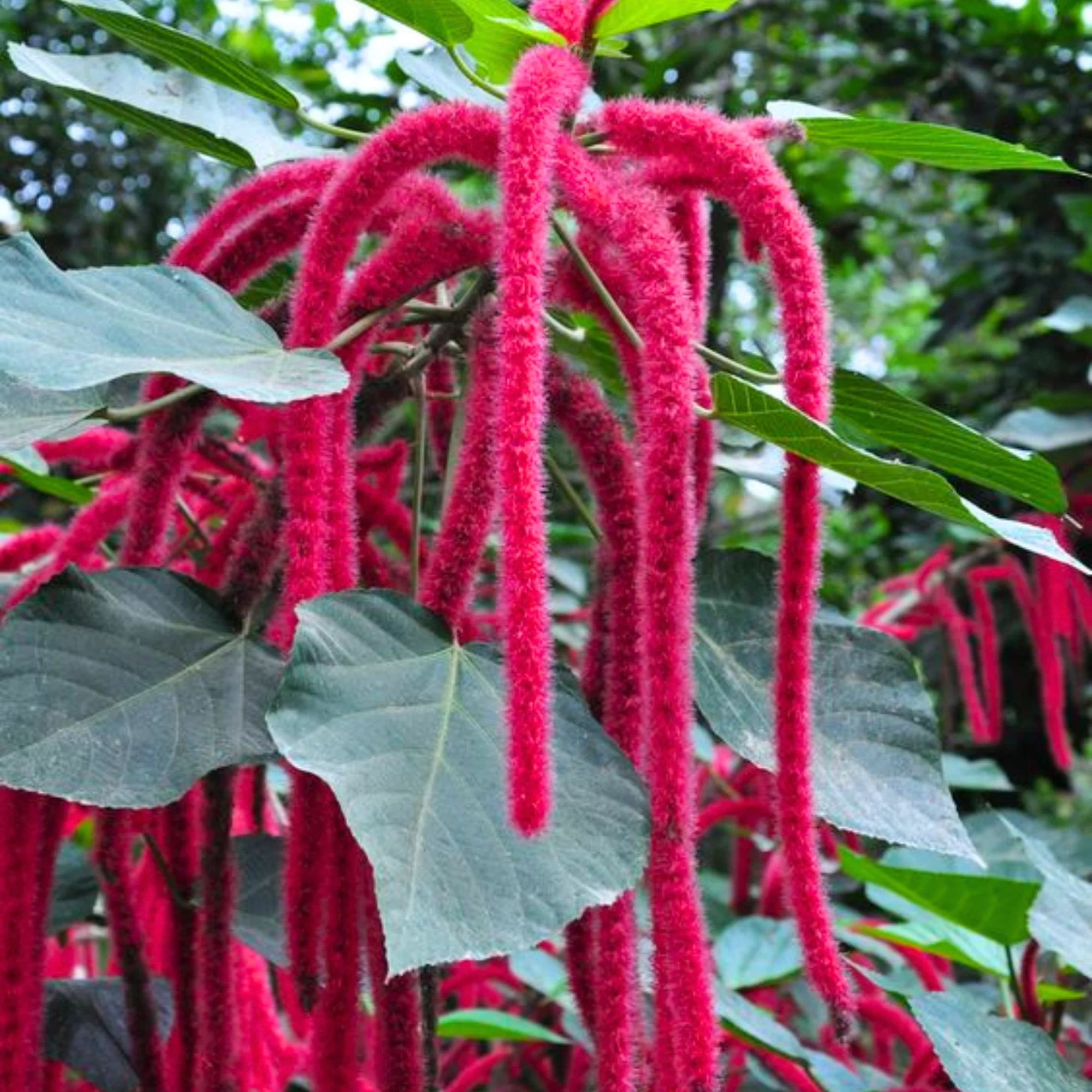 Acalypha hispida the chenille plant long red flowers With medicinal Values - Image 5