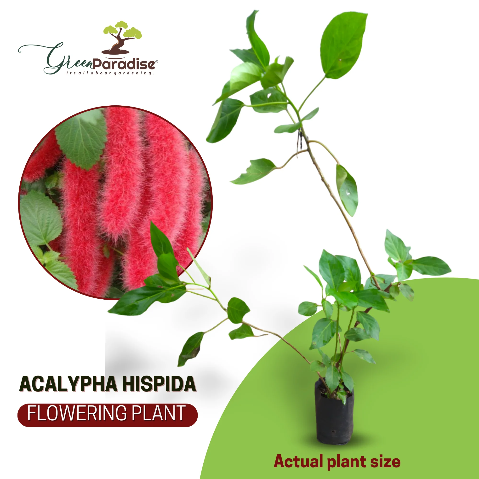 Acalypha hispida the chenille plant long red flowers With medicinal Values - Image 6