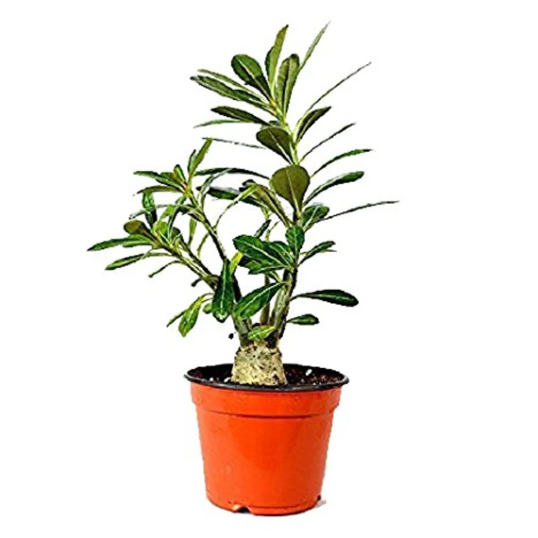 Green Paradise Adenium Plant Pink white Mix Color FLowering With Pot - Image 3