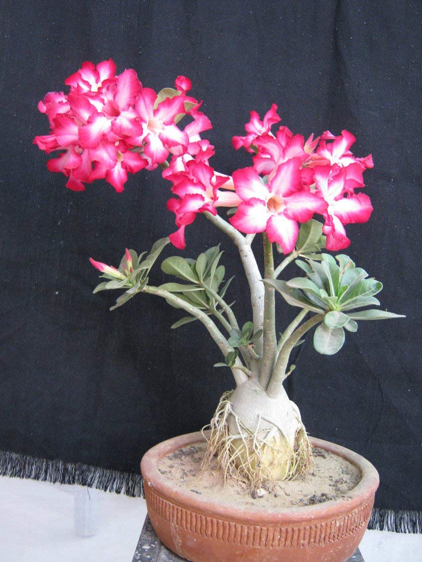 Adenium Live Plant With Pot - Image 3