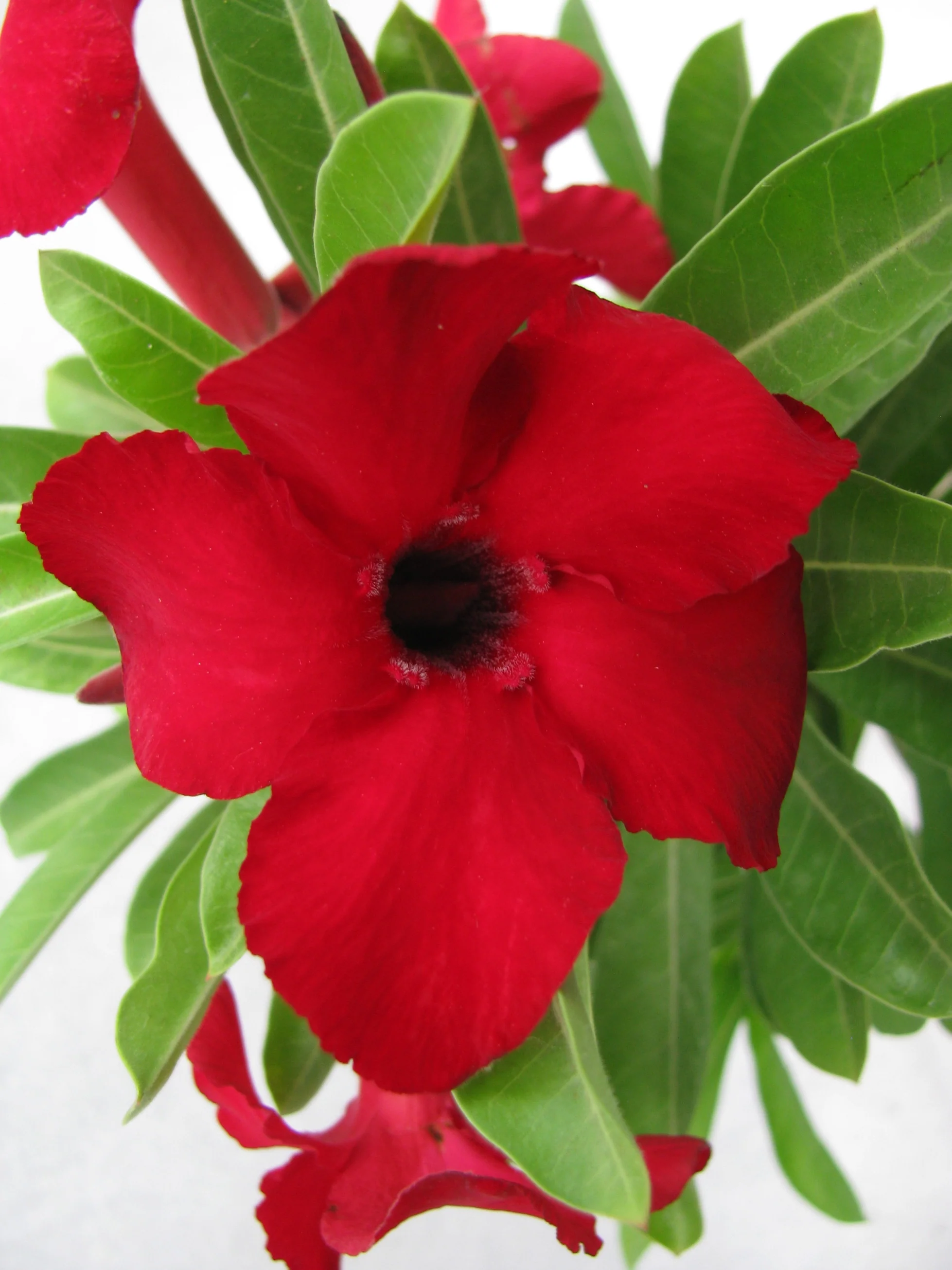 Adenium Live Plant With Pot - Image 4