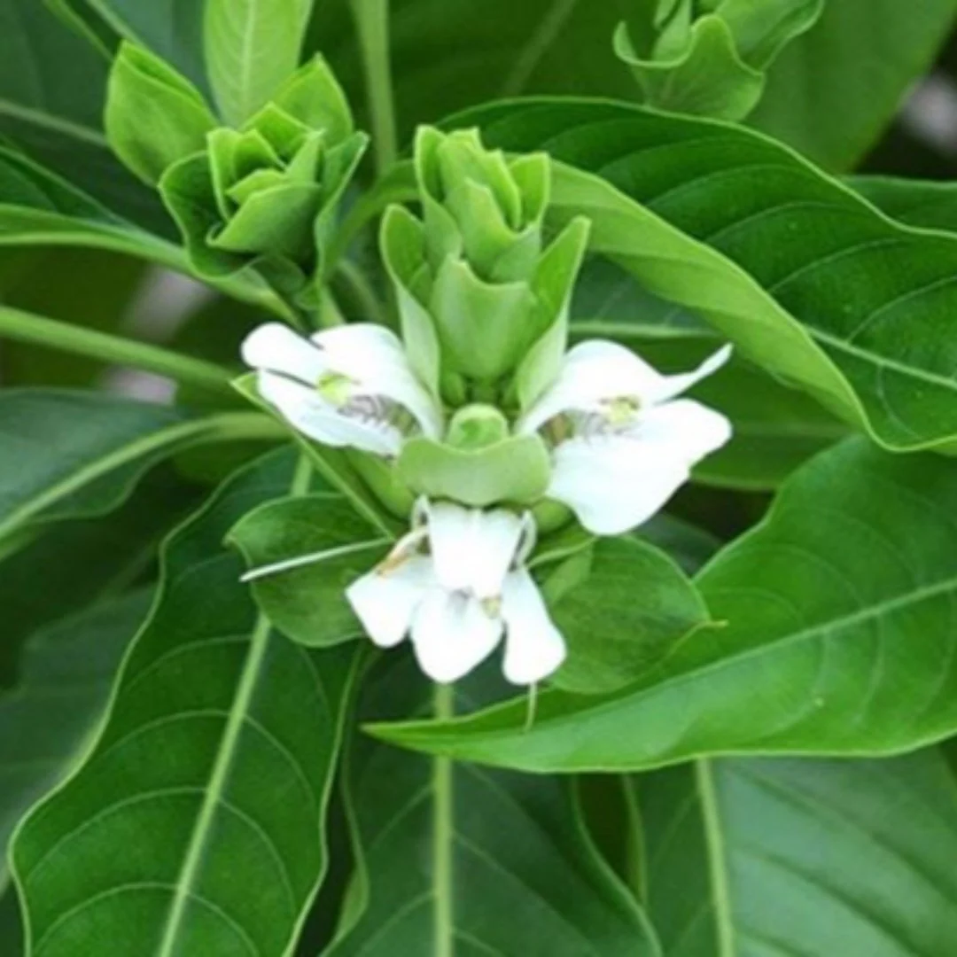 Adusi Plant Adhatoda Vasica Adulsa Medicinal Plant