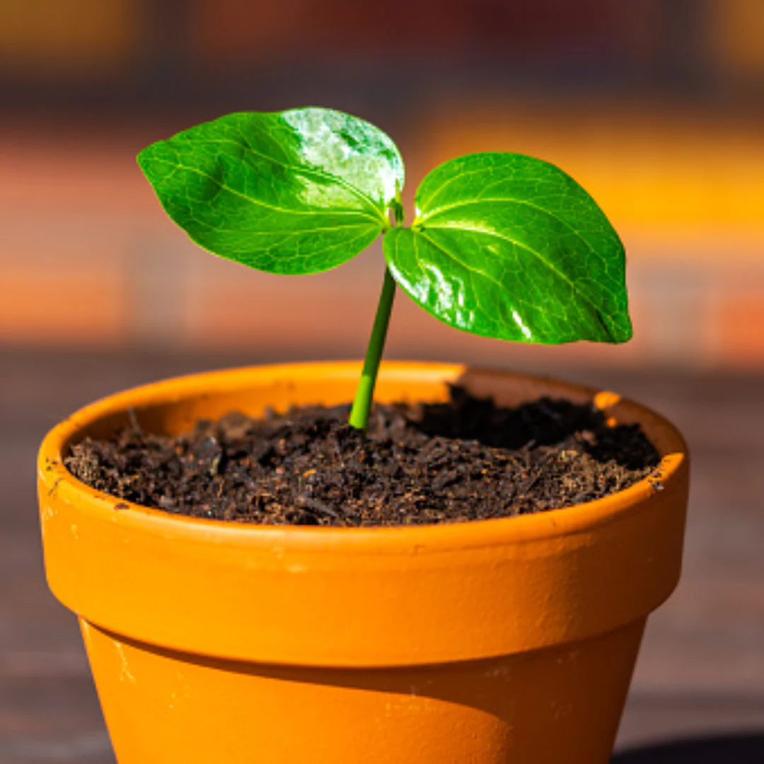 African Rare Baobab Seeds (Pack Of 15 Seeds) Bonsai Suitable High Quality seeds - Image 6