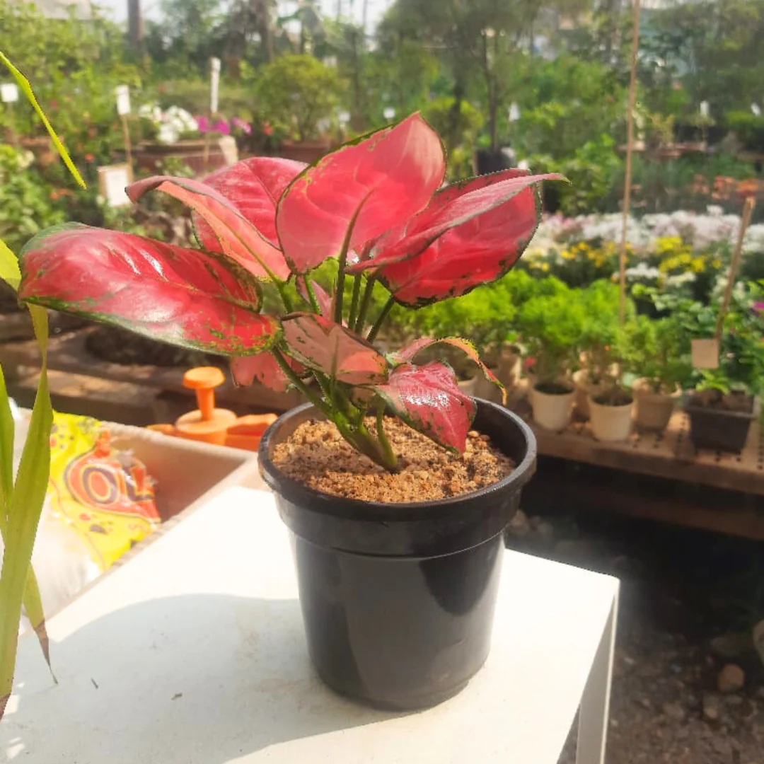 Aglaonema rotundum hybrid 'Red Desire' Live Plant - Green Paradise - Image 3