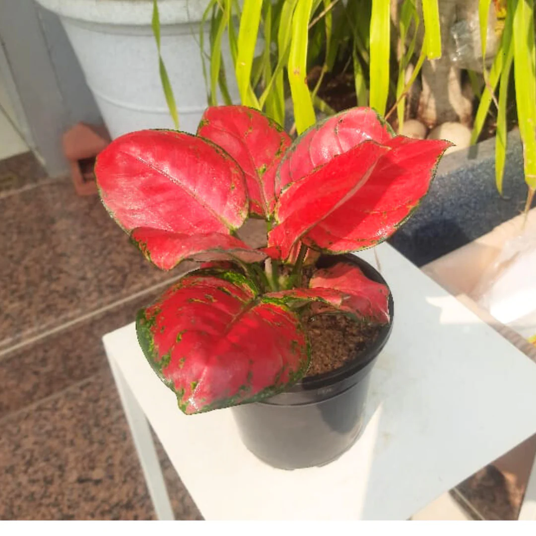 Aglaonema rotundum hybrid 'Red Desire' Live Plant - Green Paradise - Image 4