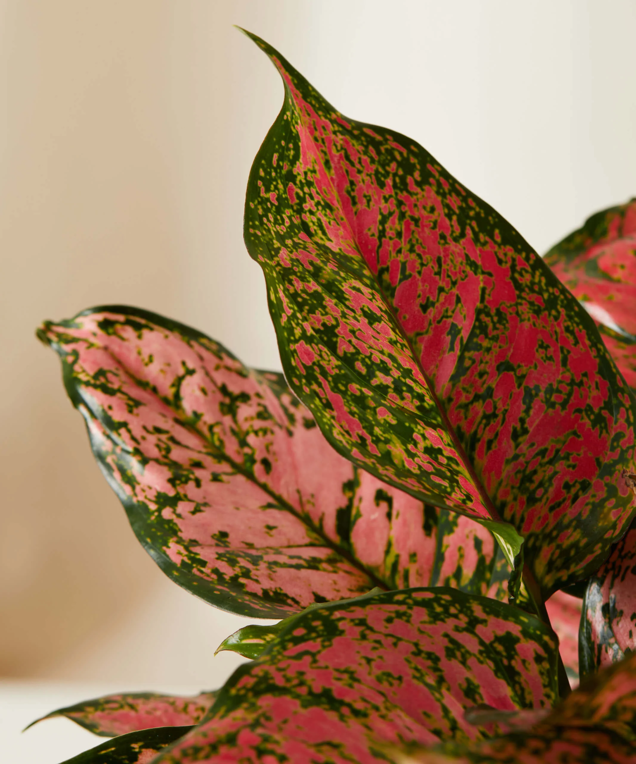 Aglaonema Rotundum 'Pink Dotted' Live Plant-Green Paradise - Image 3