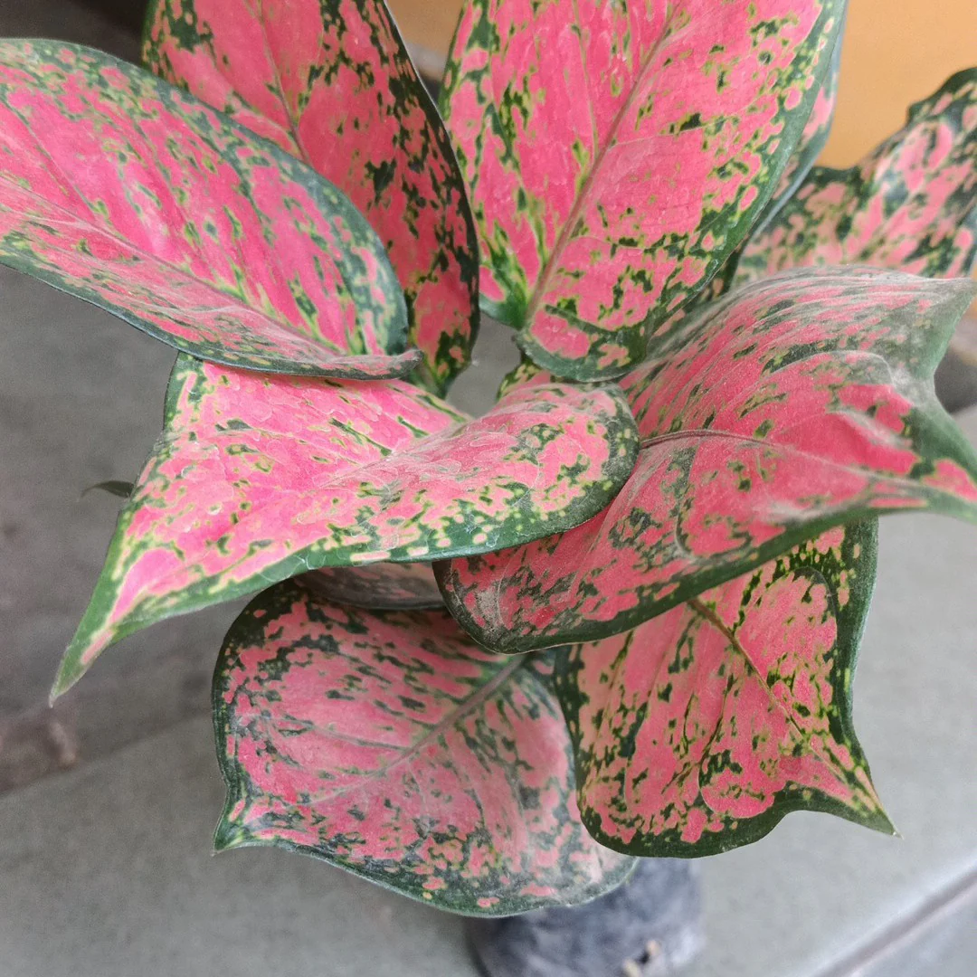 Aglaonema Rotundum 'Pink Dotted' Live Plant-Green Paradise - Image 4