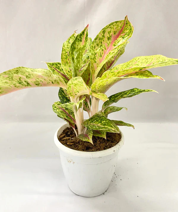 Aglaonema rotundum 'Spark' Live Plant-Green Paradise - Image 3