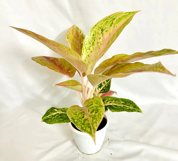 Aglaonema rotundum 'Spark' Live Plant-Green Paradise - Image 4