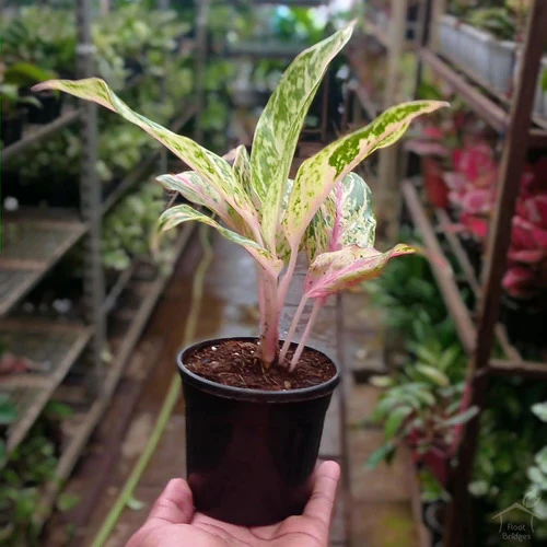 Aglaonema rotundum 'Spark' Live Plant-Green Paradise - Image 5