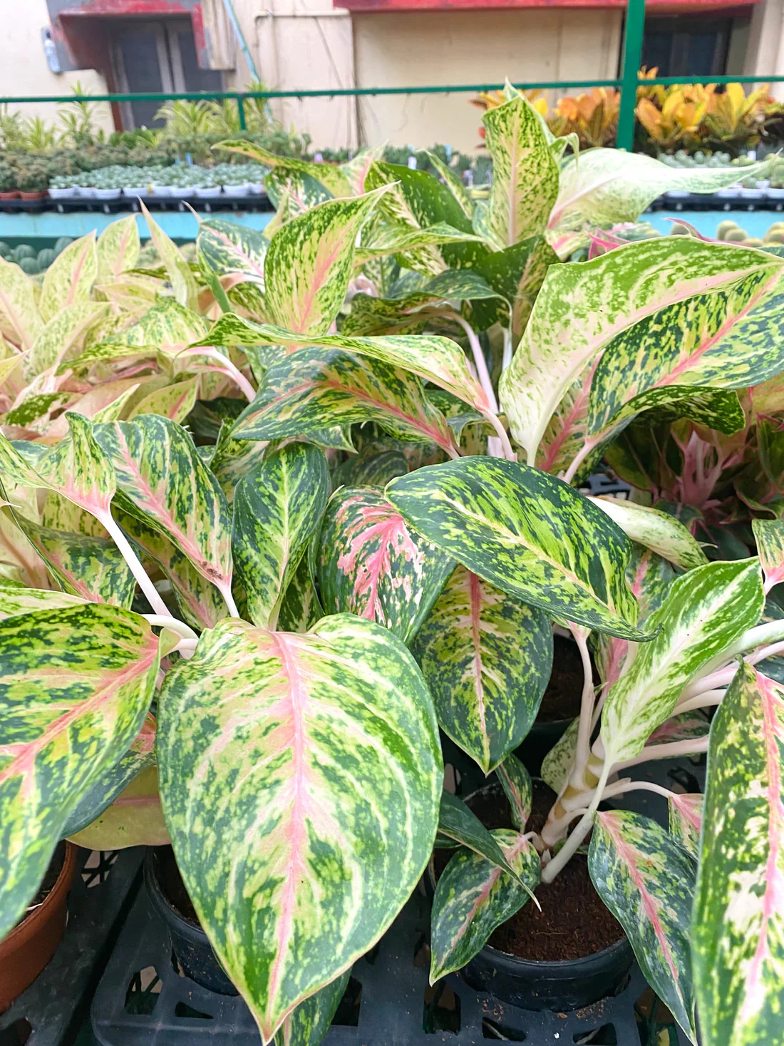 Aglaonema rotundum 'Spark' Live Plant-Green Paradise - Image 6