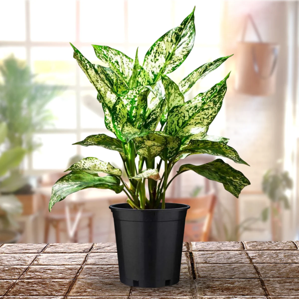 Green Paradise Aglonema (Evergreen) Natural live Indoor Plant Green - Image 2