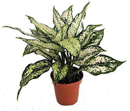 Green Paradise Aglonema (Evergreen) Natural live Indoor Plant Green - Image 3