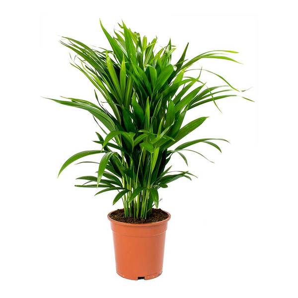 Green Paradise Air Purifier Areca Palm for Tabletop Indoor Live Plant in Plastic Pot - Image 3