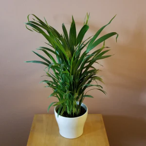 Green Paradise Air Purifier Areca Palm for Tabletop Indoor Live Plant in Plastic Pot - Image 4