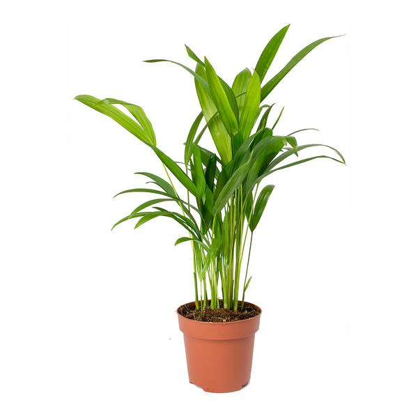 Green Paradise Air Purifier Areca Palm for Tabletop Indoor Live Plant in Plastic Pot - Image 5