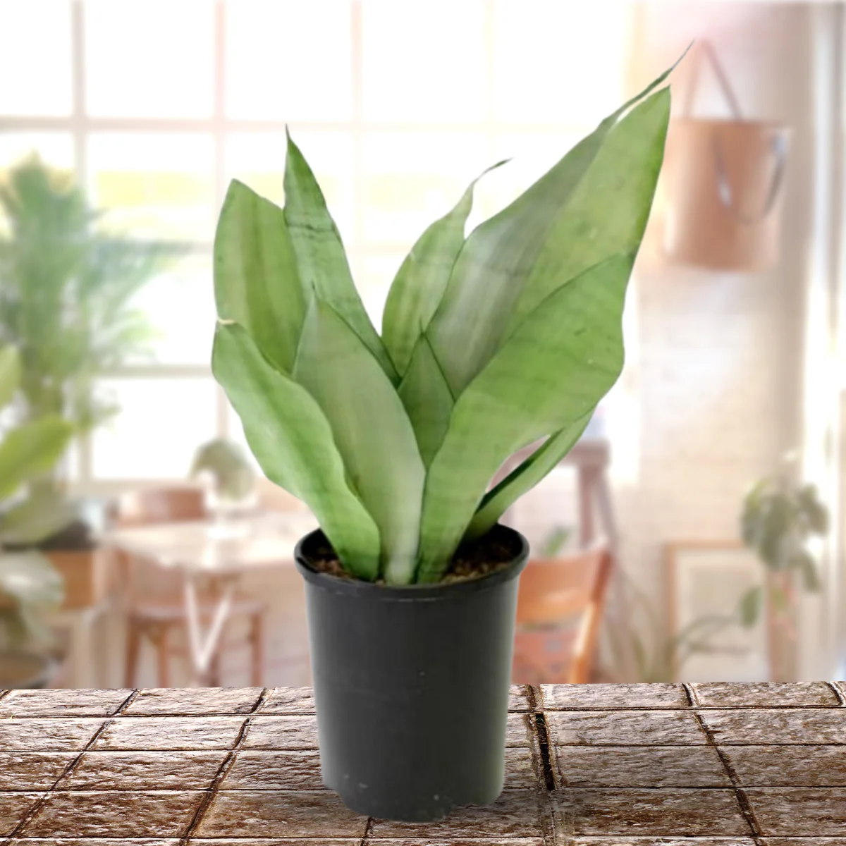 Air Purifier Indoor Silver Snake Plant with Pot - Image 2