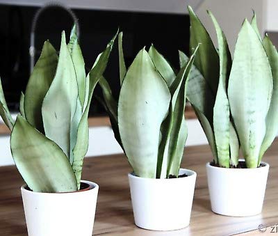 Air Purifier Indoor Silver Snake Plant with Pot - Image 3