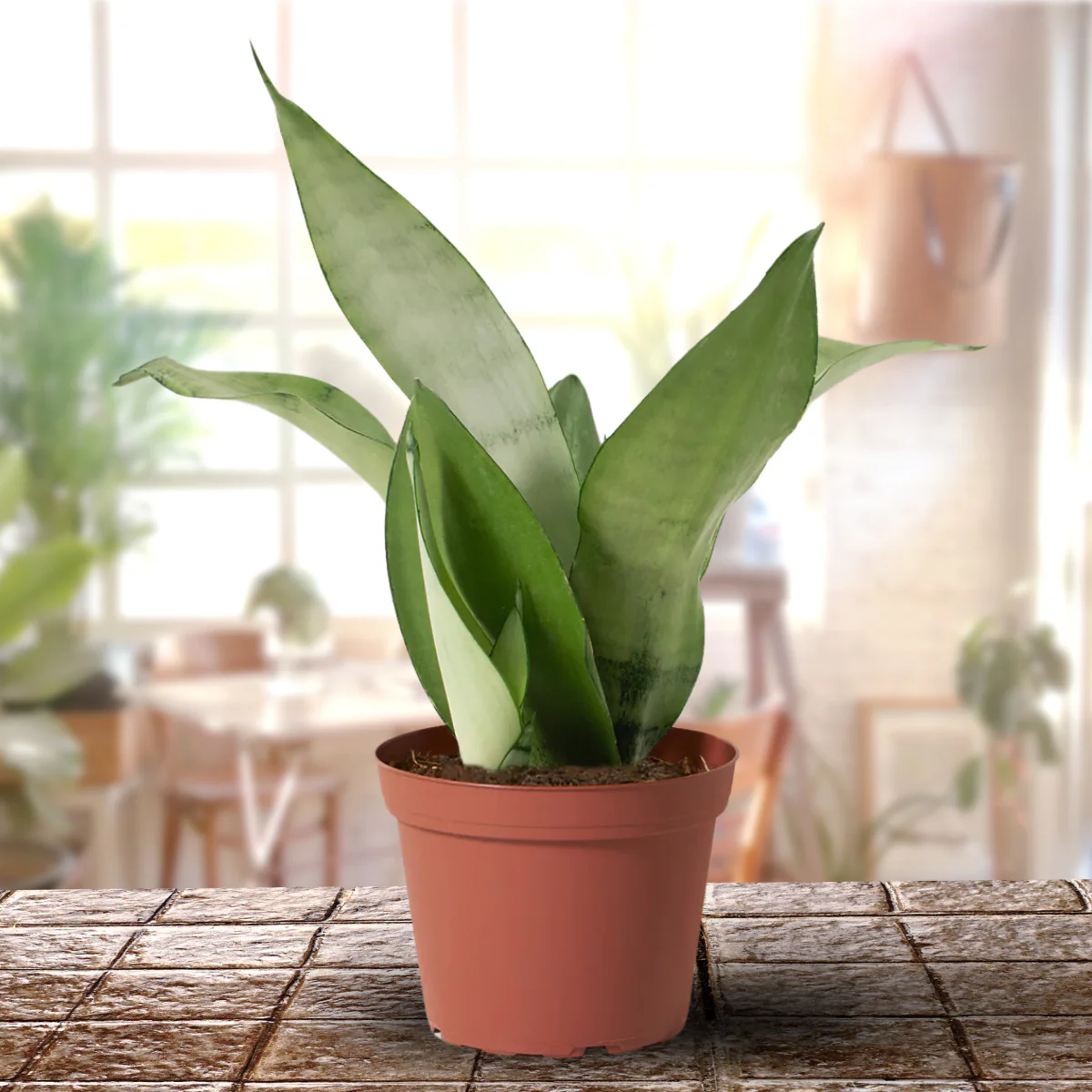 Air Purifier Indoor Silver Snake Plant with Pot ( Set of 2) - Image 2