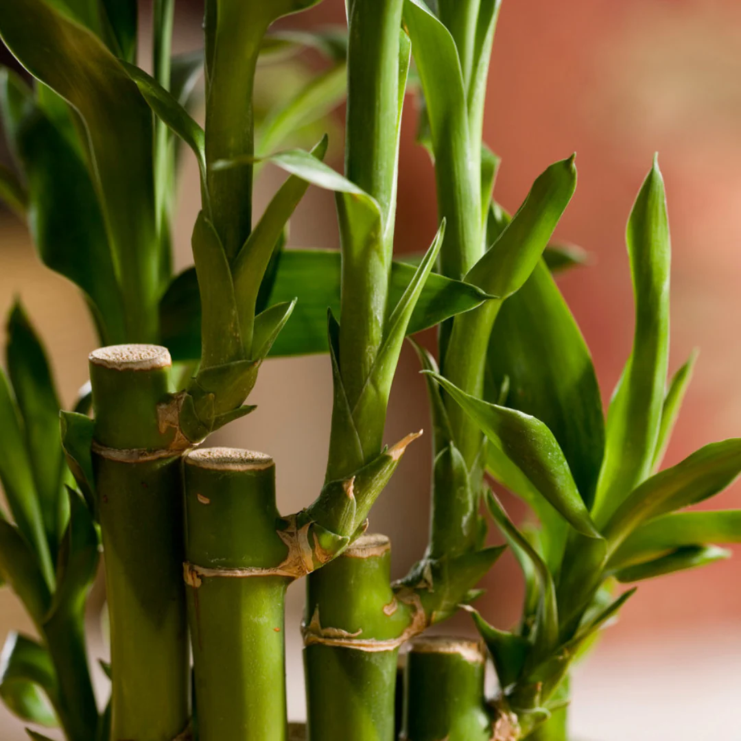 Air Purifier lucky fengsui Live and Healthy 3 layer fengsui bamboo Plant lucky plant for home and offices - Image 3