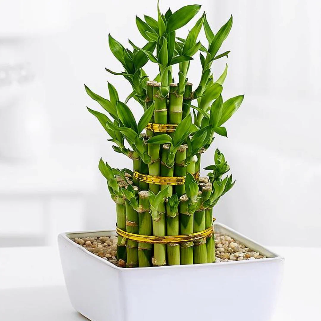 Air Purifier lucky fengsui Live and Healthy 3 layer fengsui bamboo Plant lucky plant for home and offices - Image 4