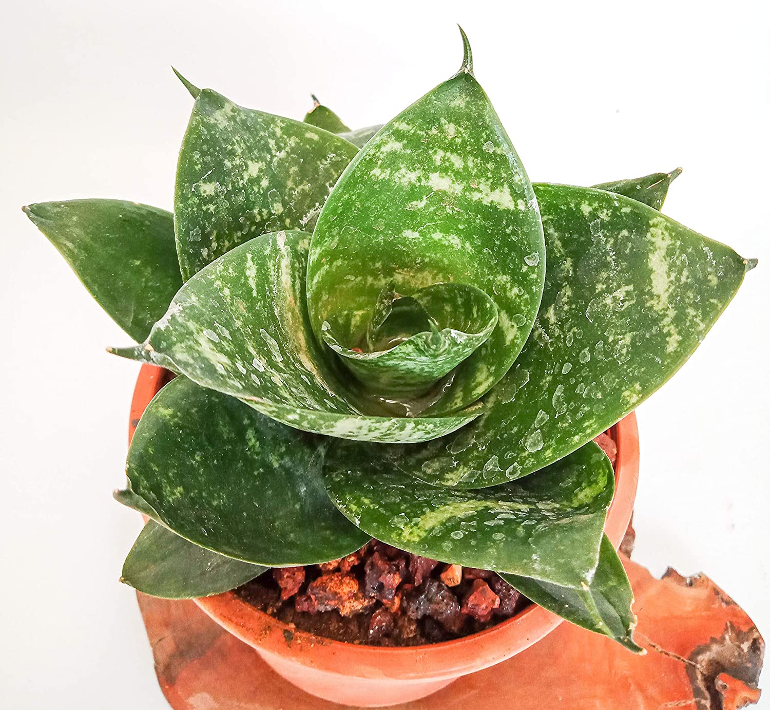 Air Purifier Senseveria live and Healthy Plant For Indoor - Image 3