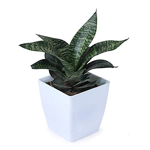Air Purifier Senseveria live and Healthy Plant For Indoor - Image 4
