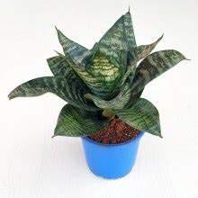 Air Purifier Senseveria live and Healthy Plant For Indoor - Image 5