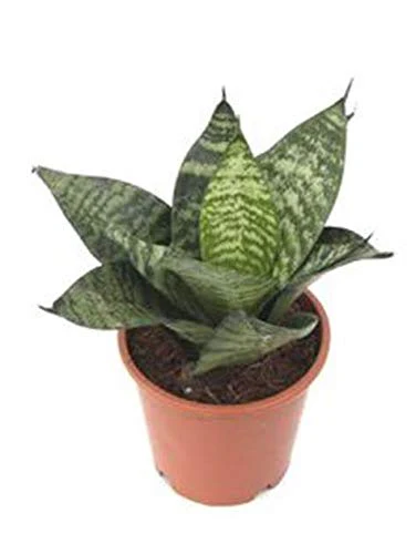 Air Purifier Senseveria live and Healthy Plant For Indoor - Image 6