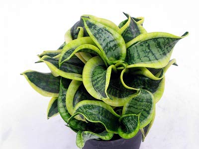Air Purifier Senseveria Live and Healthy Plant For Indoor - Image 3