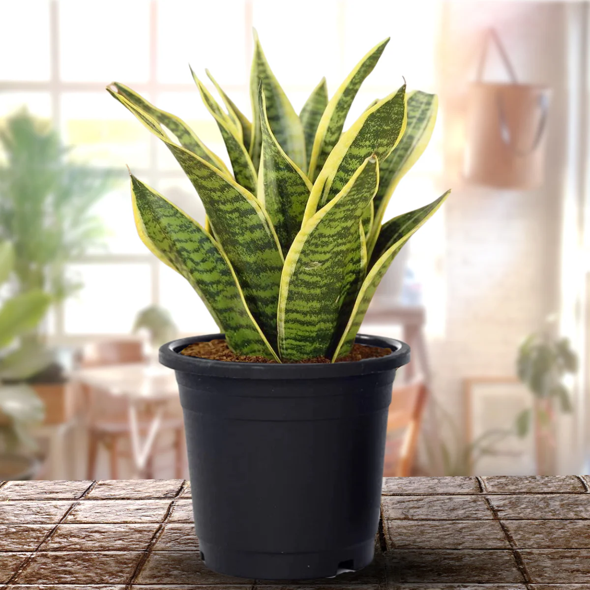 Air Purifying Sansevieria Superba Plant with Pot - Image 2