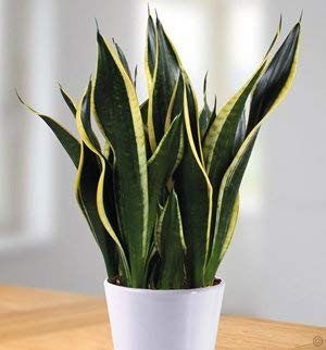 Air Purifying Sansevieria Superba Plant with Pot - Image 3