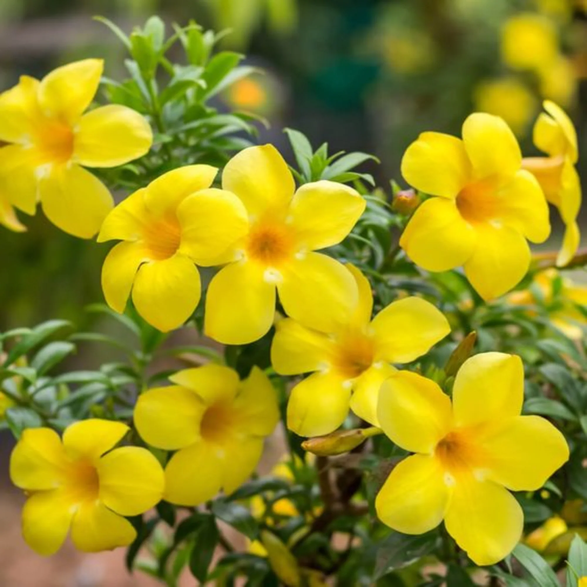 allamanda creeper Plant