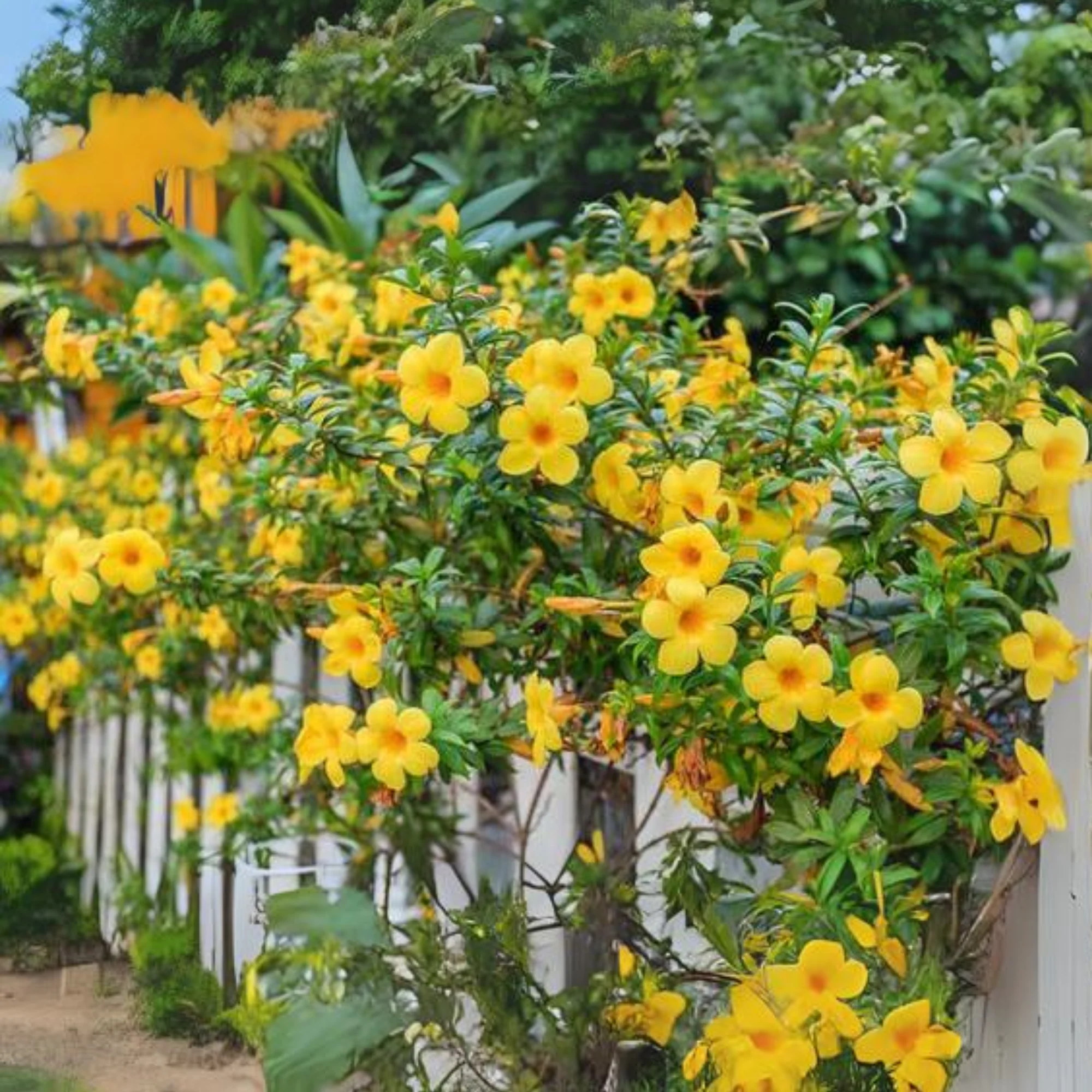 allamanda creeper Plant - Image 2
