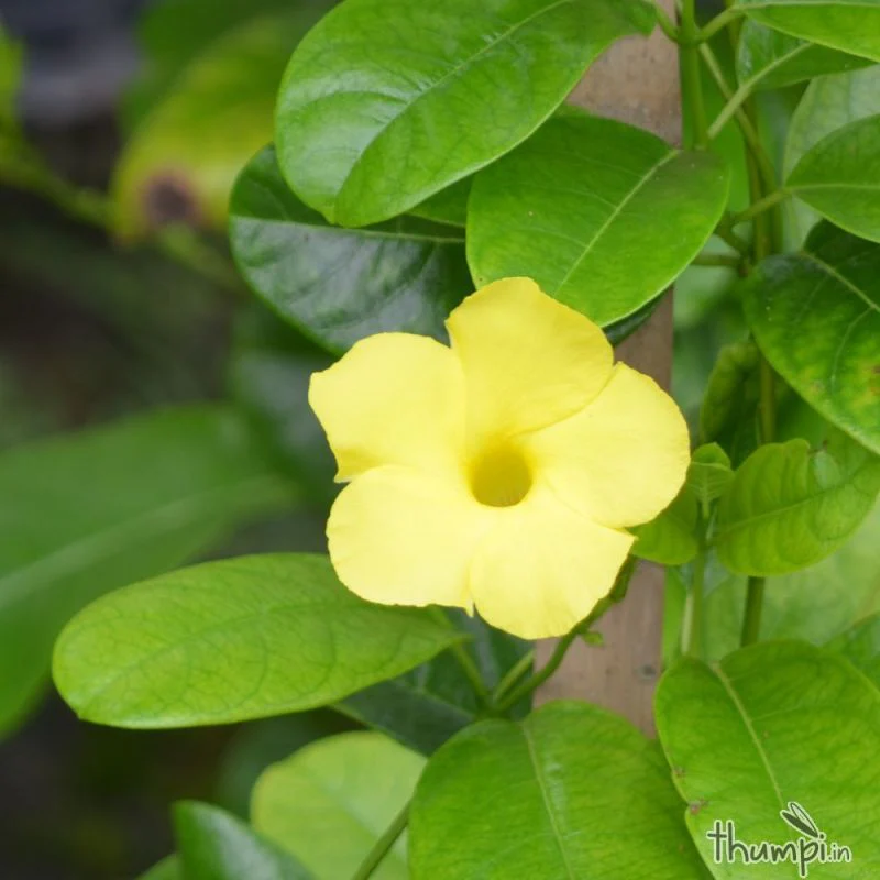 allamanda creeper Plant - Image 3