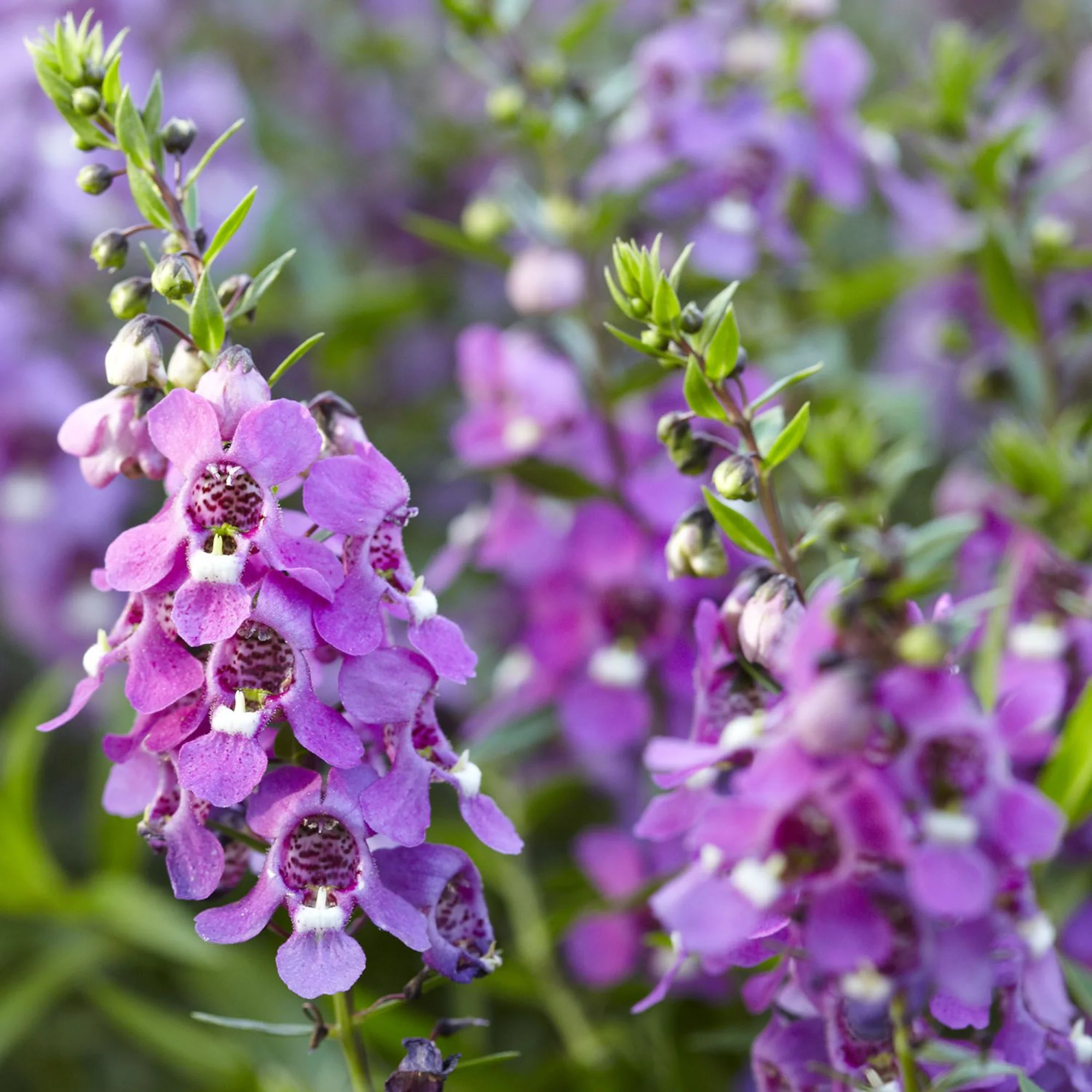 Angelonia purple flower live healthy plant - Image 2