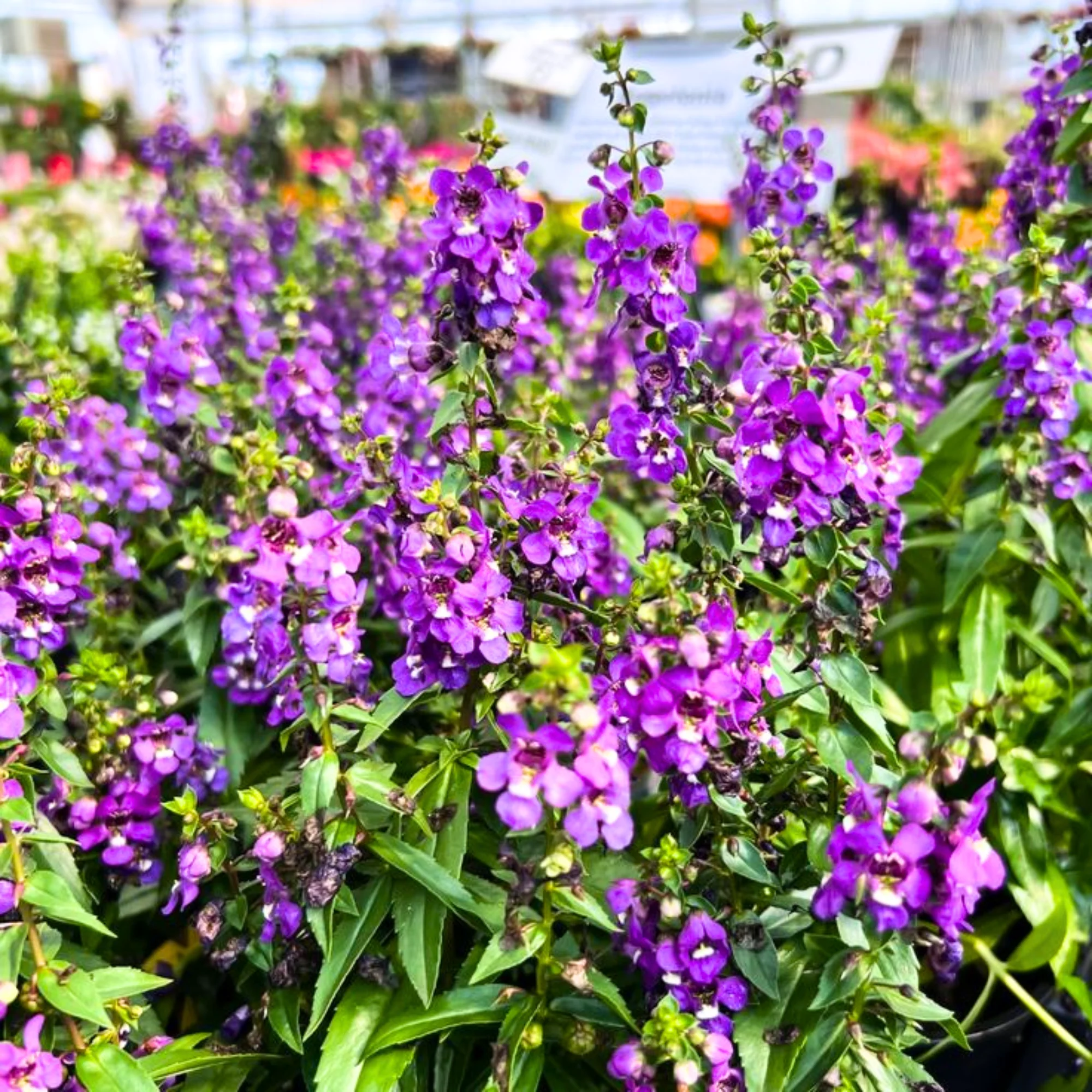 Angelonia purple flower live healthy plant - Image 3