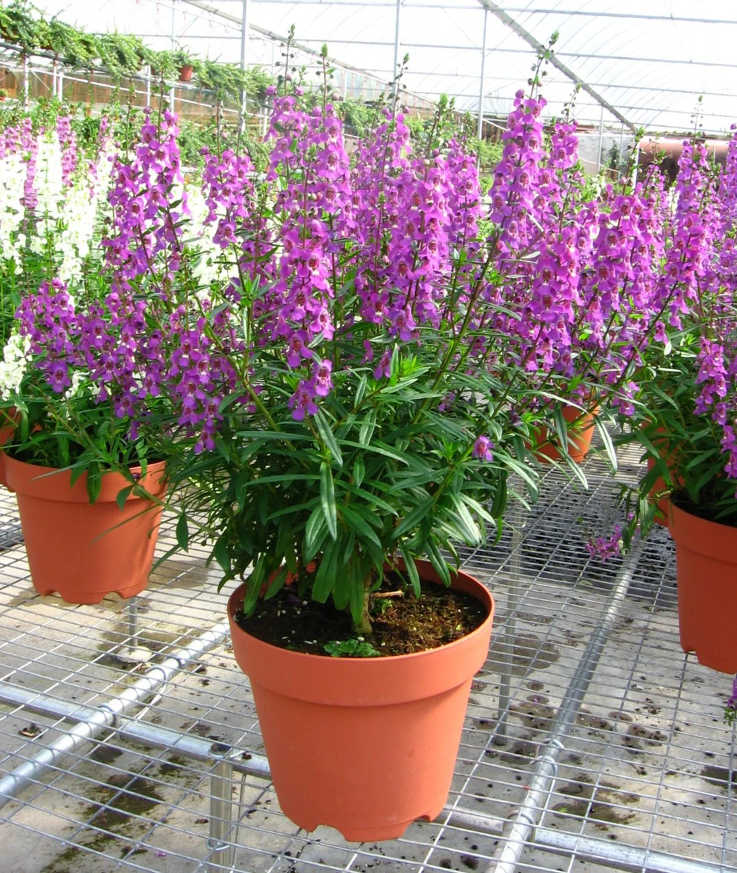 Angelonia purple flower live healthy plant - Image 4