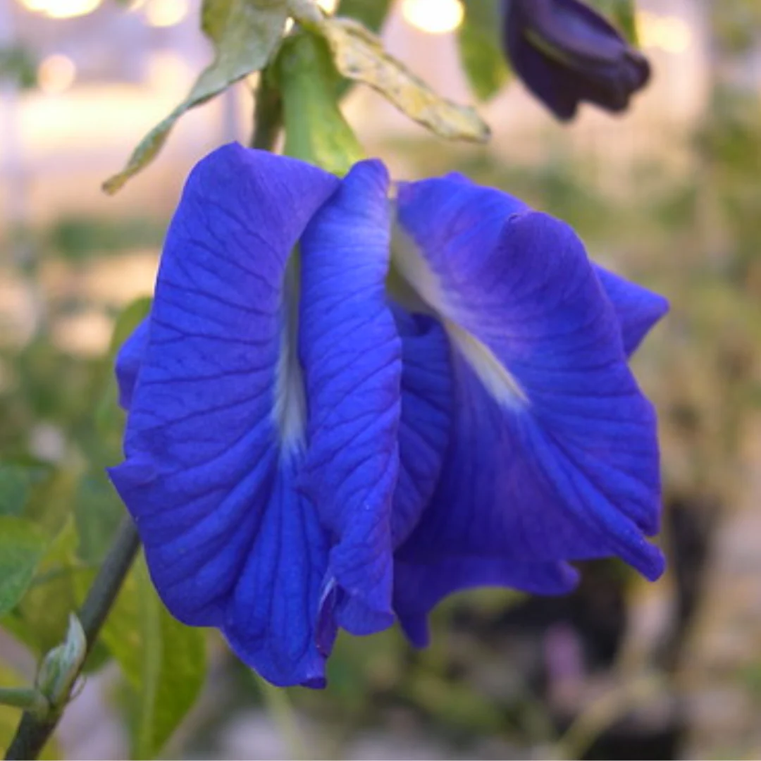 Green Paradise Blue Aparajita Double Petal sapling plant, (clitoria ternate) - Image 2