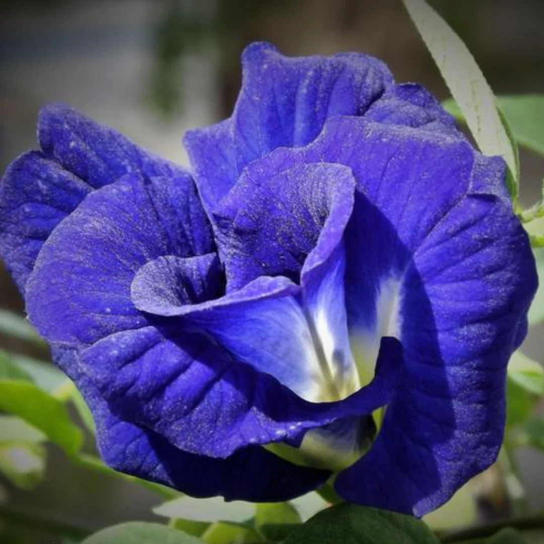 Green Paradise Blue Aparajita Double Petal sapling plant, (clitoria ternate) - Image 3