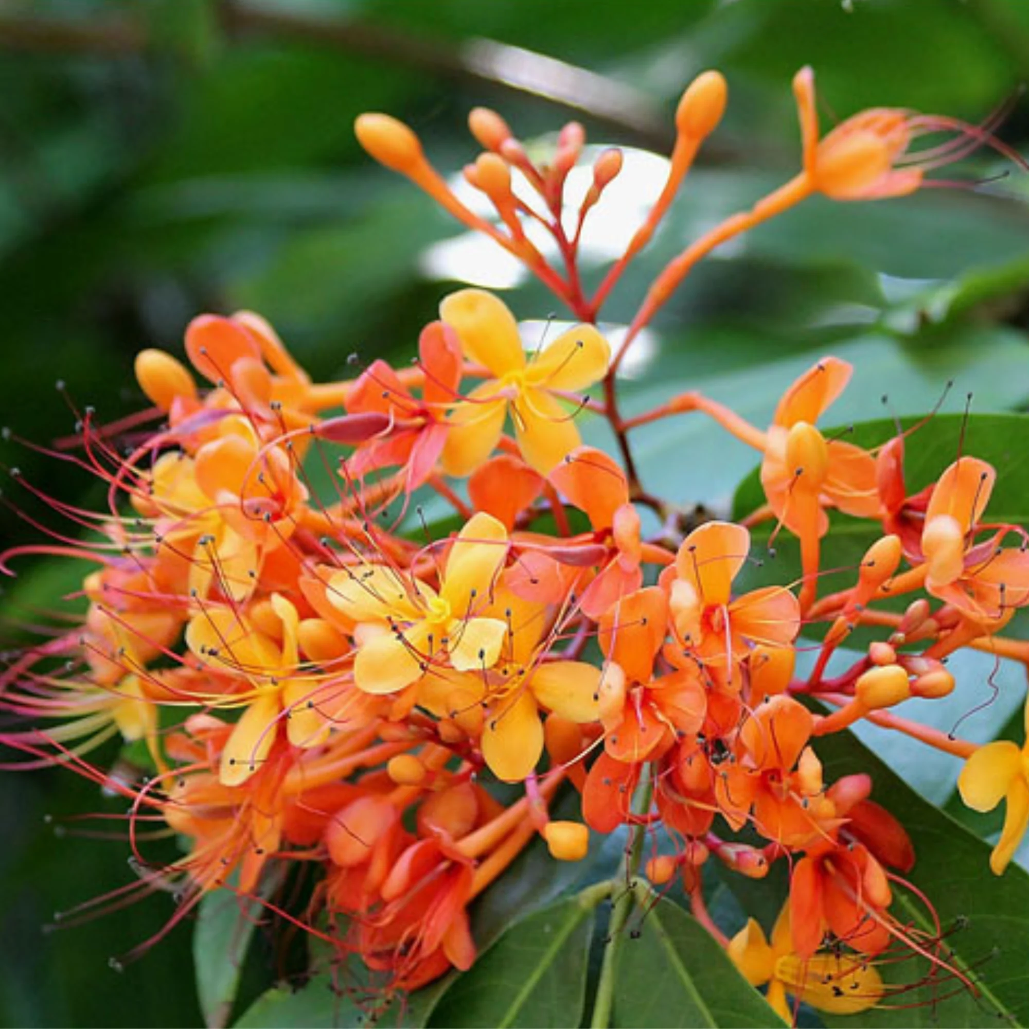 Ashoka Saraca plant - Image 3