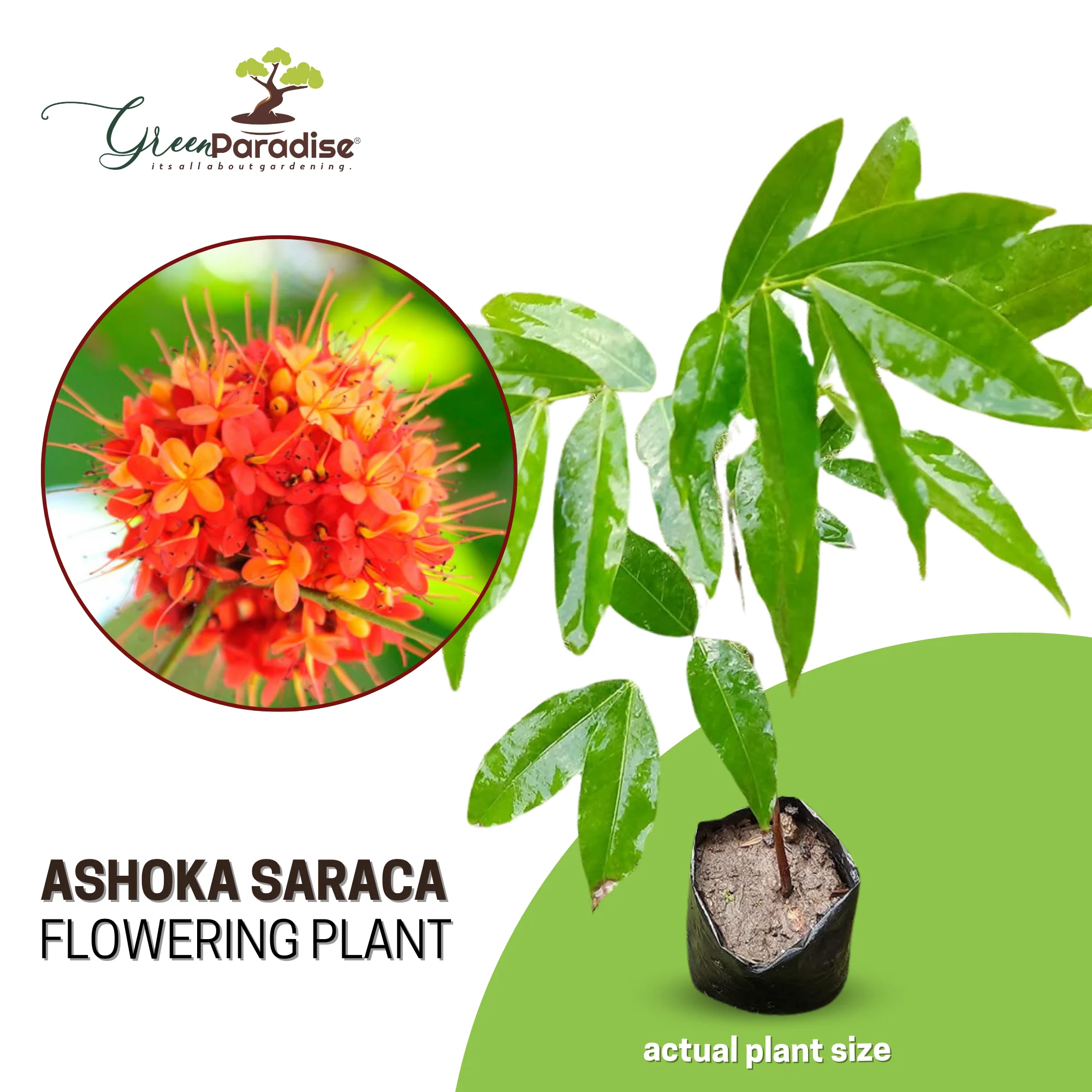 Ashoka Saraca plant - Image 4