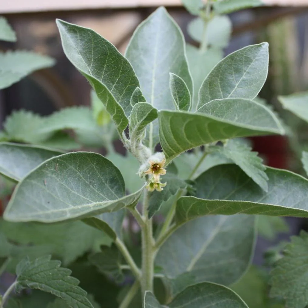 Ashwagandha plant - Image 2
