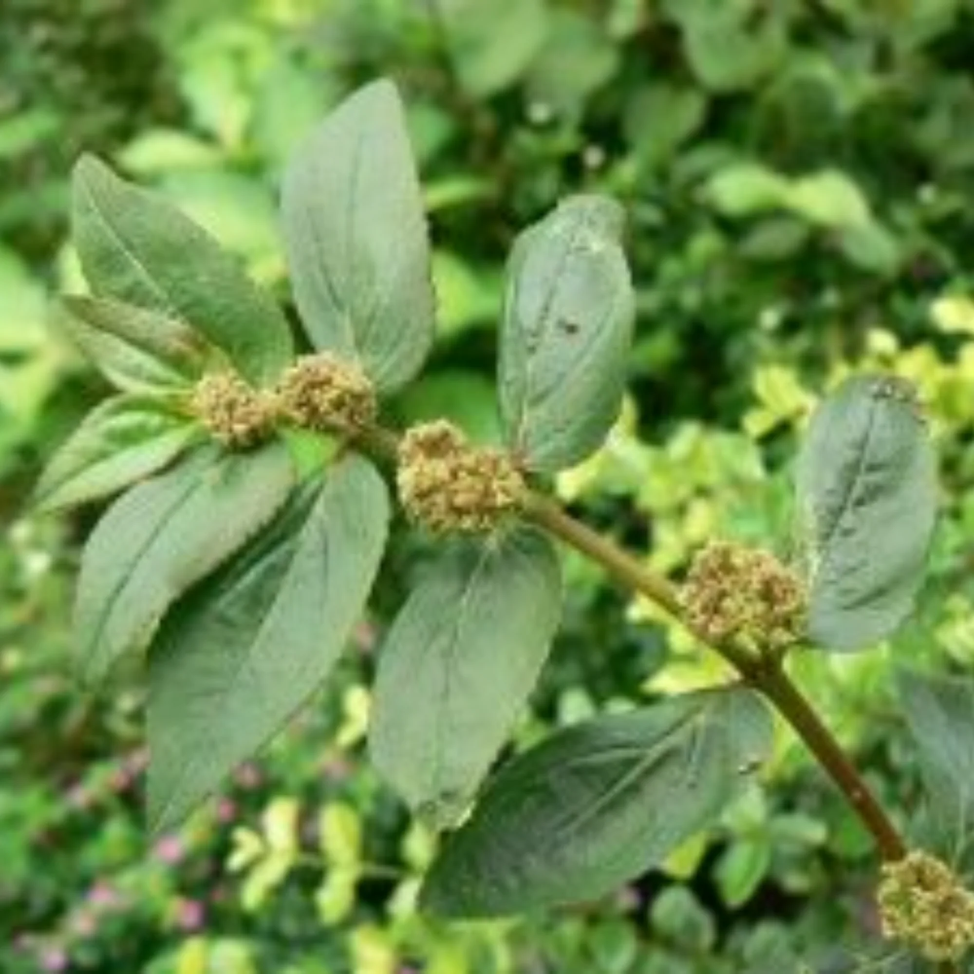 Ashwagandha plant - Image 3